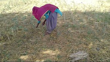 Desi Indian Boyfriend Fucks Her Hard While She Works In The Field